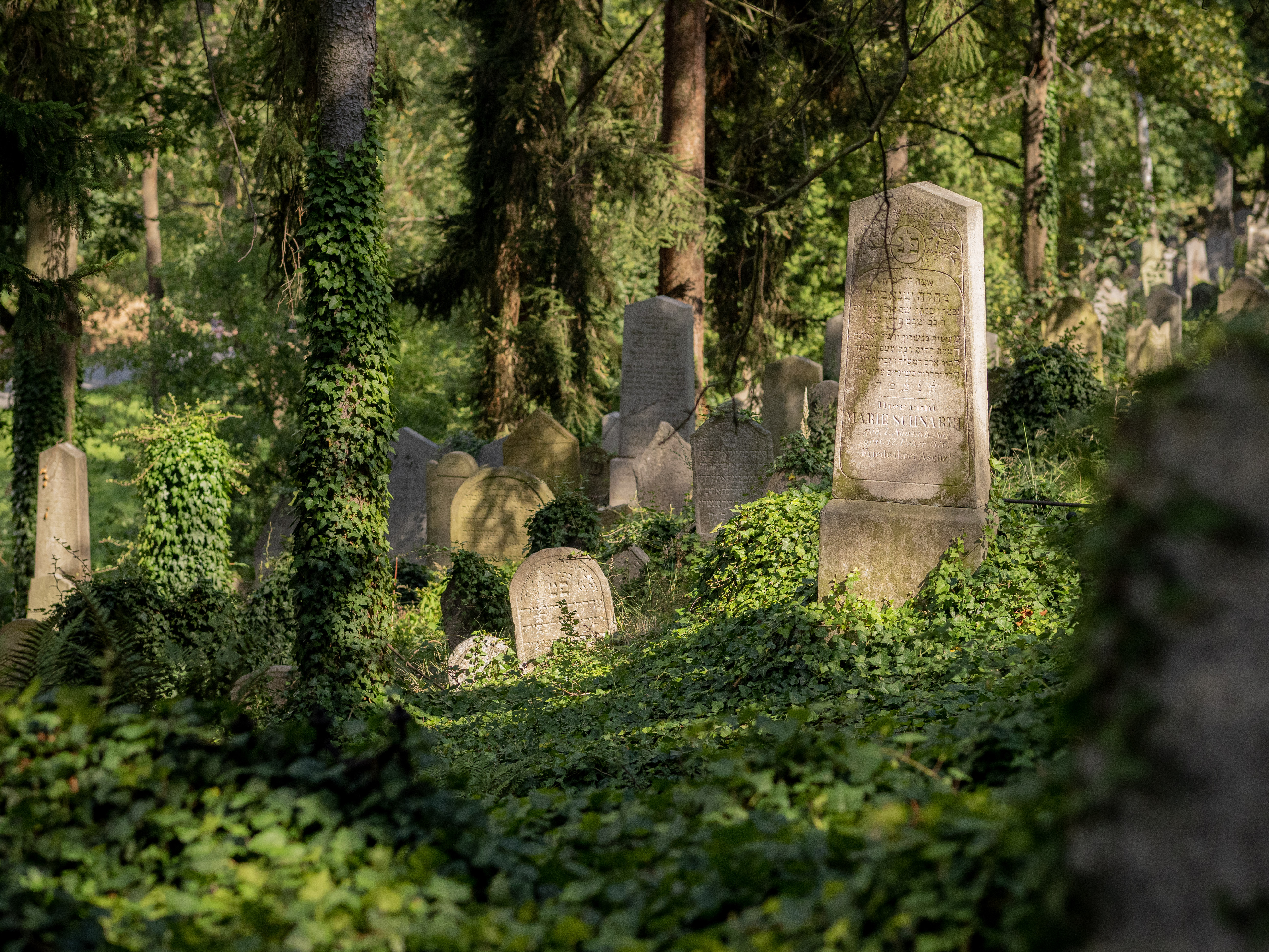 Židovský hřbitov Třebíč Židovská hřbitov v Třebíči je jedním z nejrozsáhlejších v Česku. Foto Bára Jahodová.